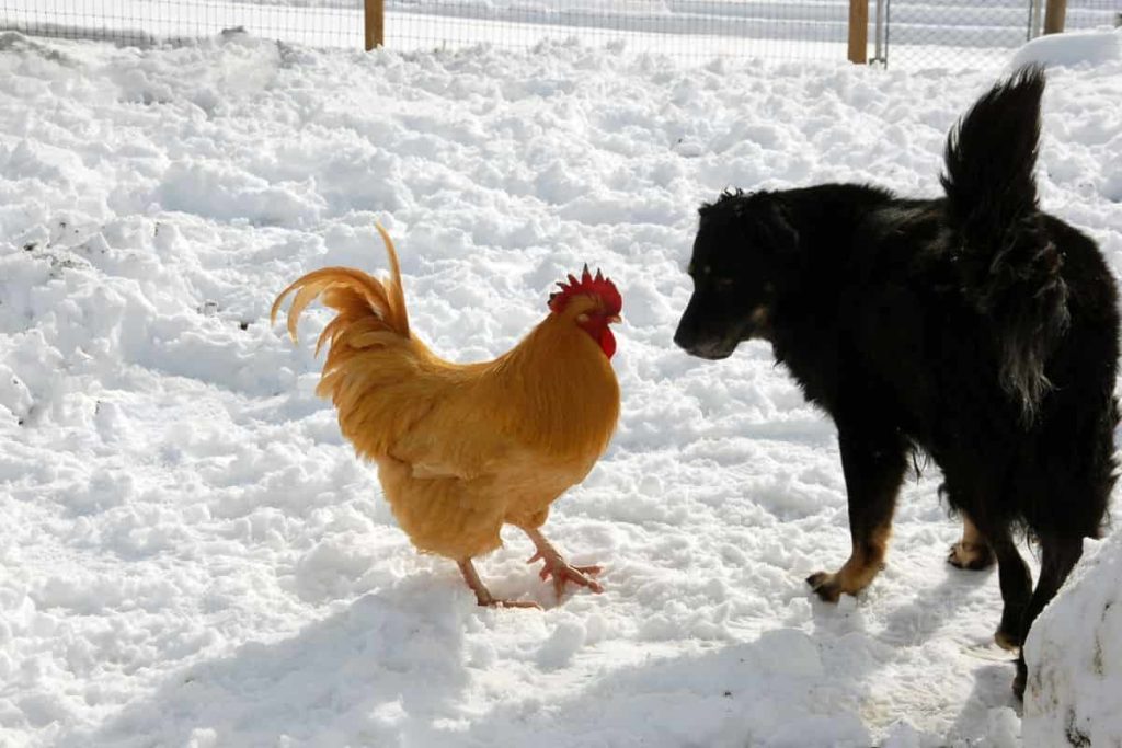 scherzo del cane alla gallina