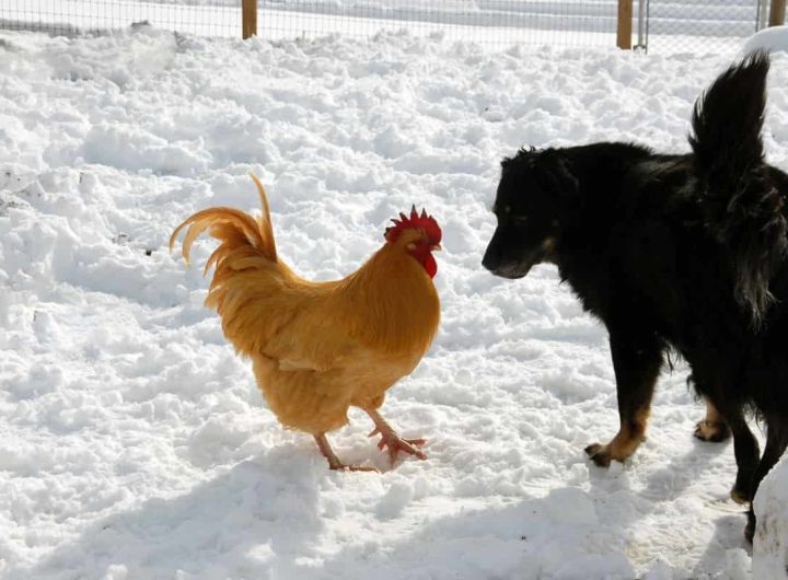 scherzo del cane alla gallina